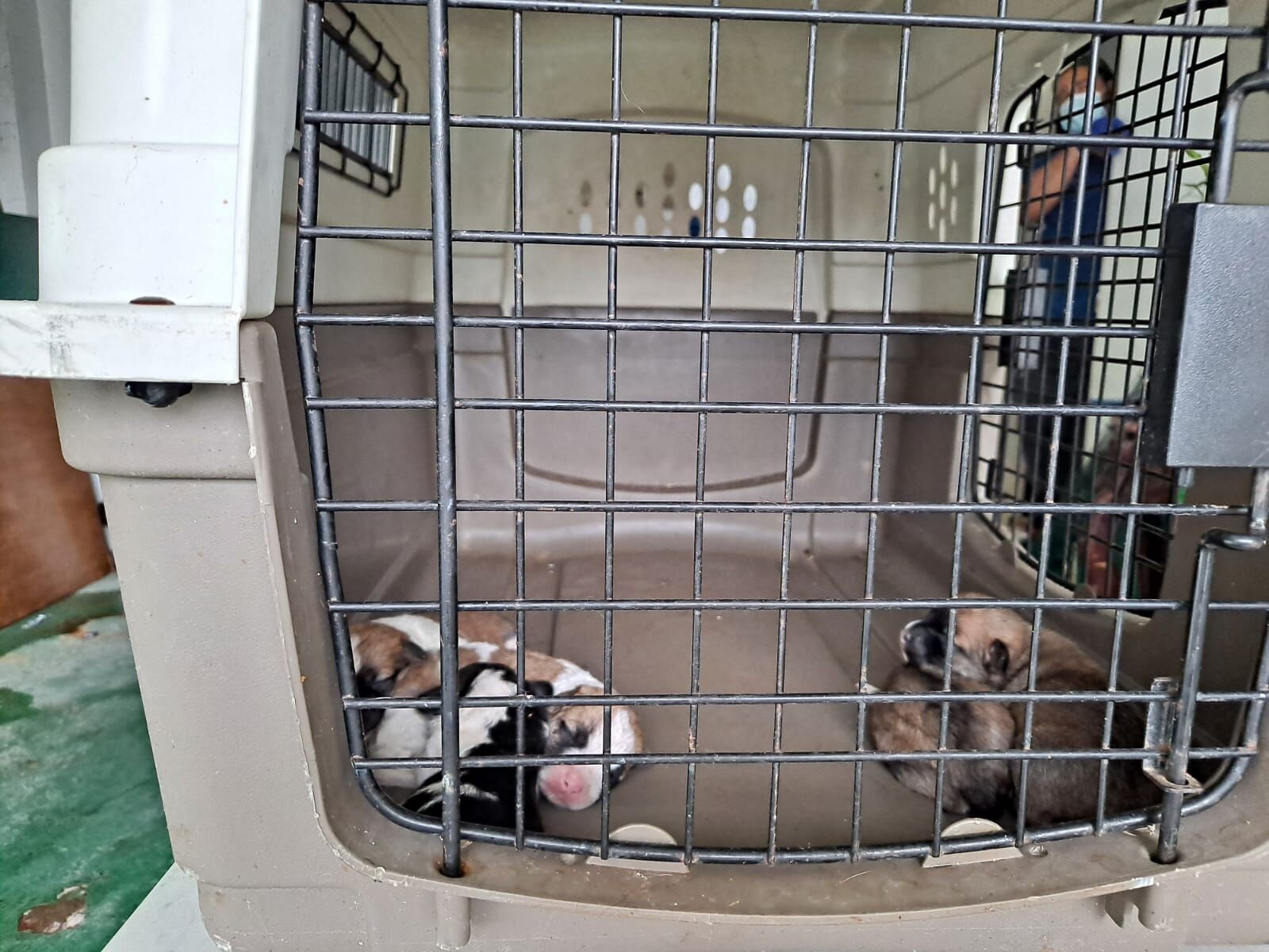Rescatan a 51 perros de una residencia en Bayamón